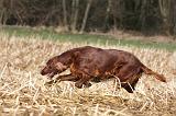 SETTER IRLANDAIS 462